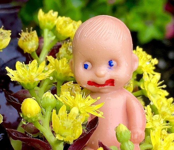 Brutus Baby in yellow flowers